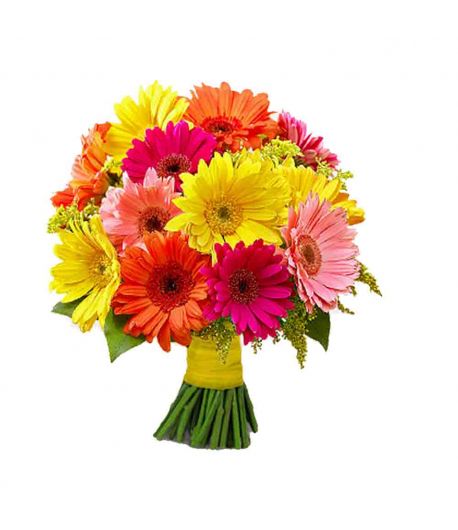 Colourful Gerberas