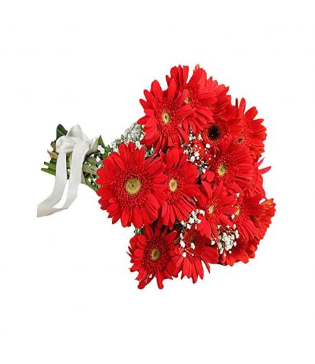 12 Red Gerberas Bunch